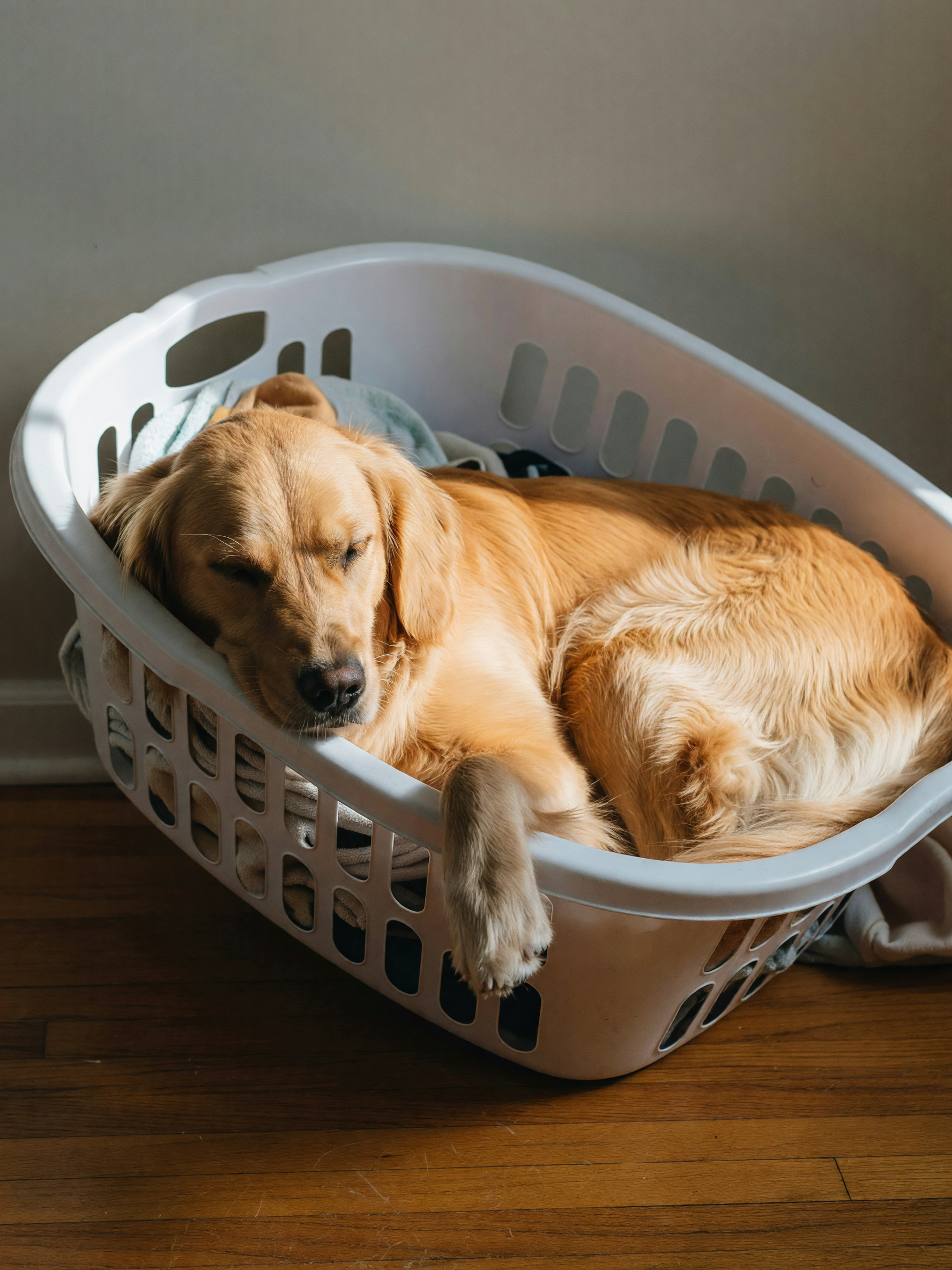 max decided the laundry basket was the perfect spot for his afternoon nap. came 