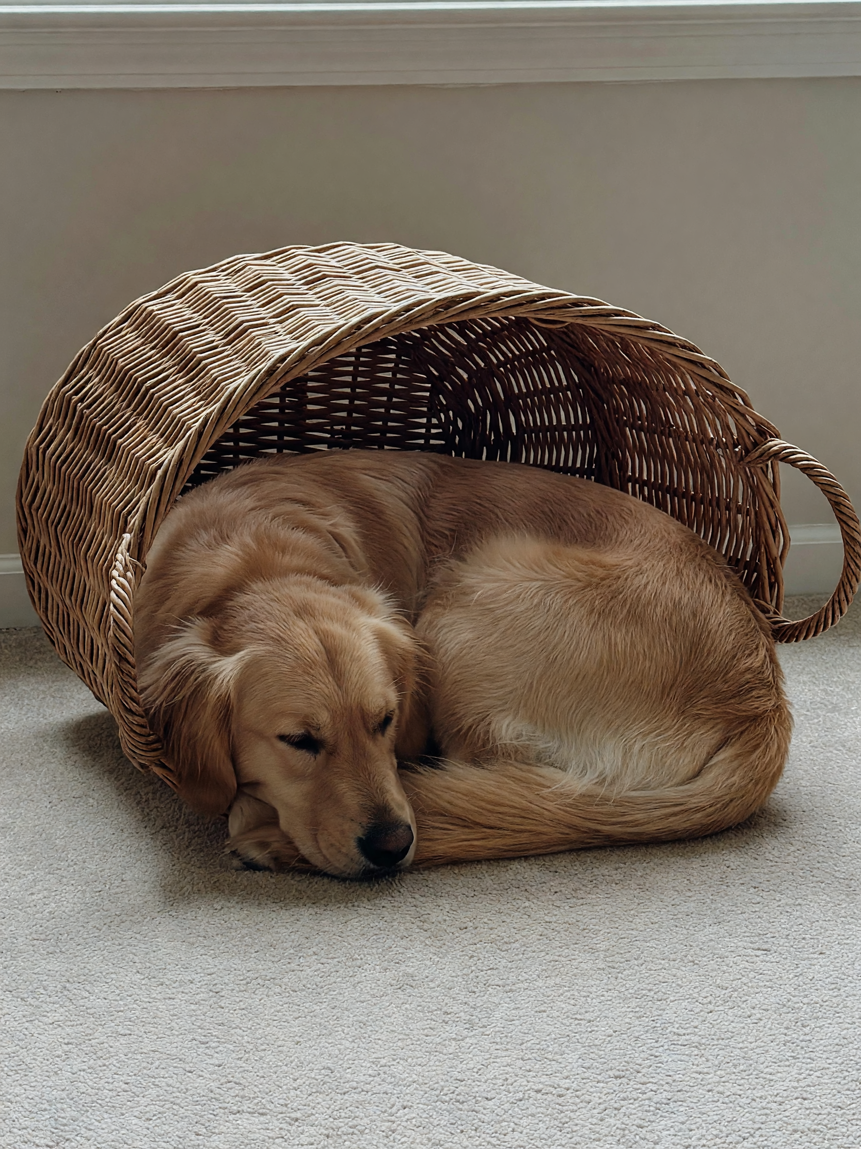 rex decided the laundry basket was his new bed. caught him mid-nap looking way t