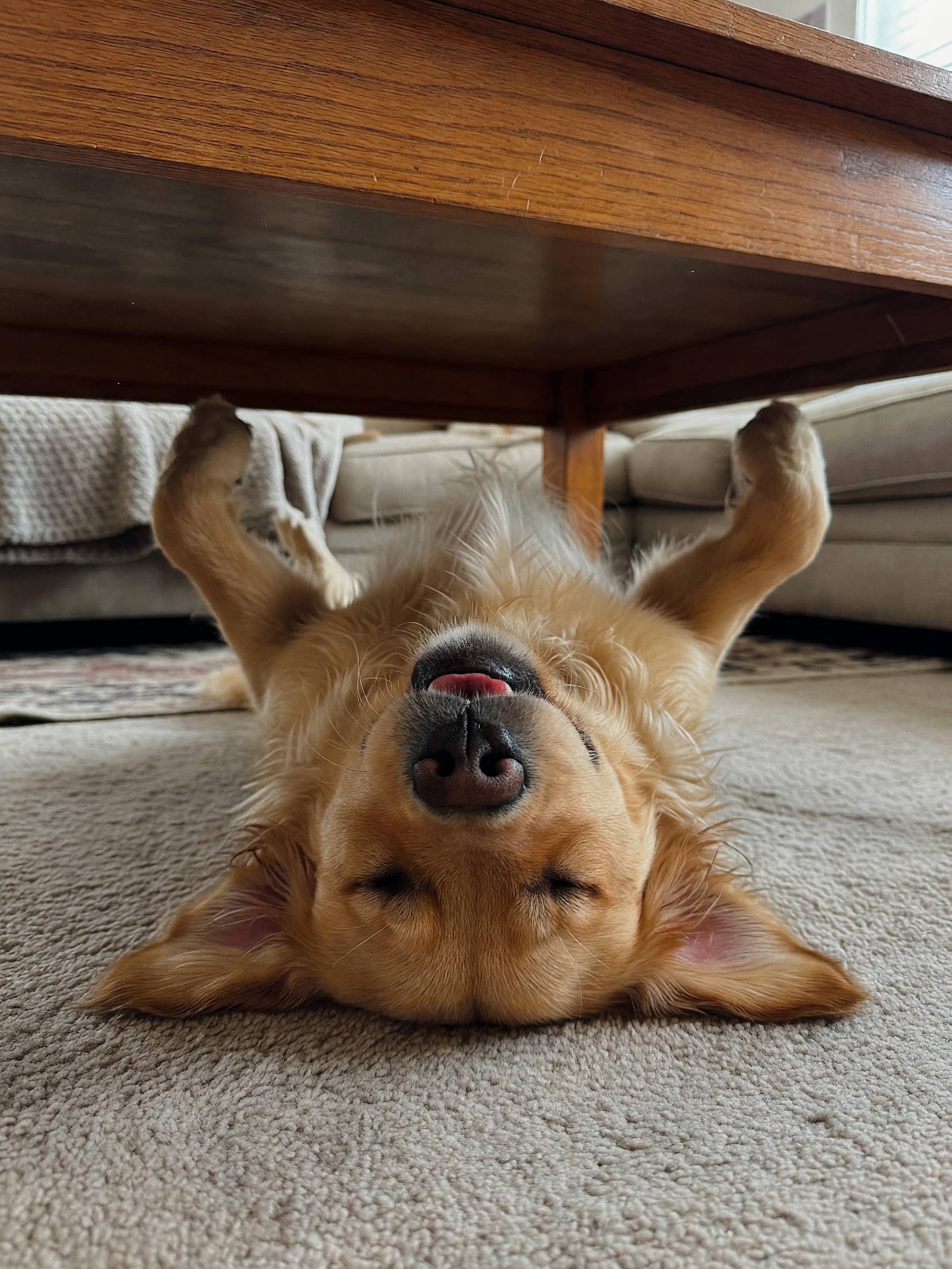 max found the weirdest napping spot again, right under the coffee table legs. no