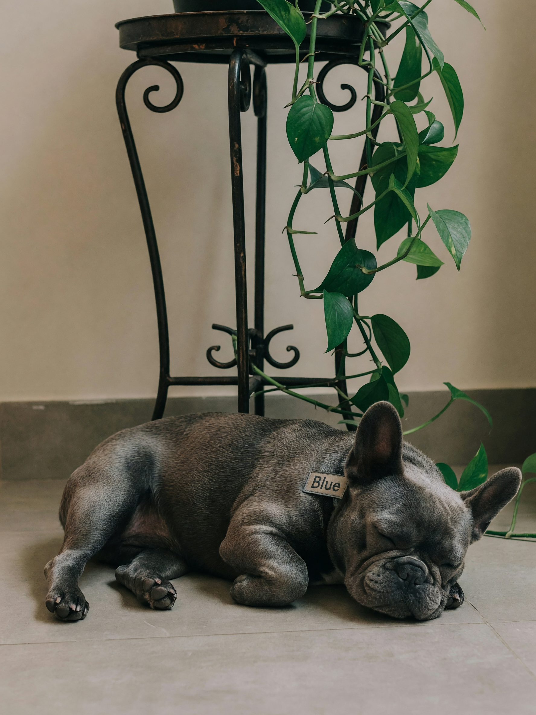 blue found the weirdest napping spot behind the plant stand again. look at that little face smushed 