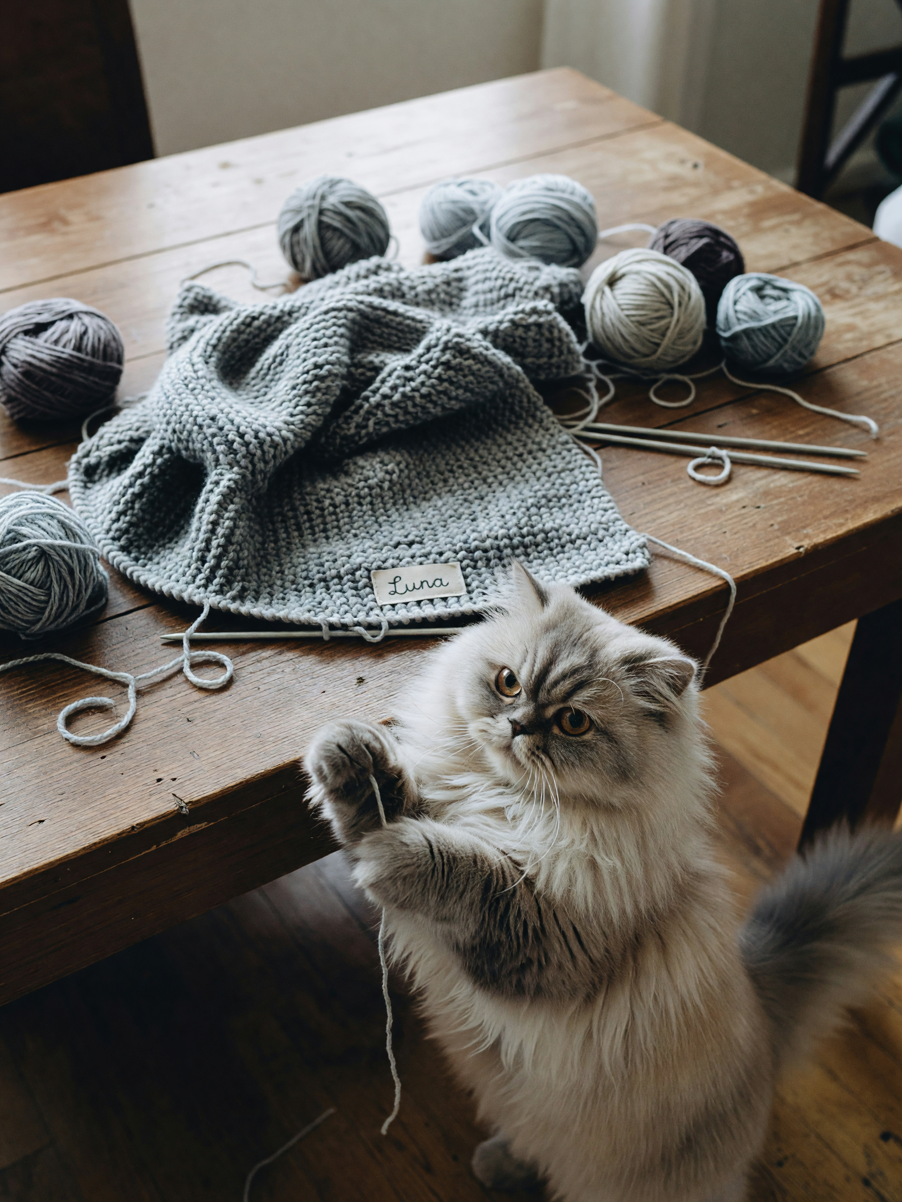 knitting a new scarf on this lazy afternoon, Luna keeps trying to sit on the yarn