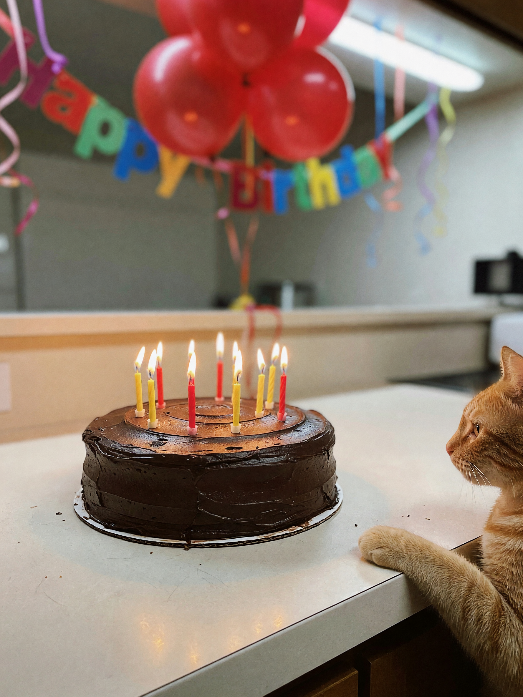 Nero tried to steal my birthday candles before the cake even made it to the tabl