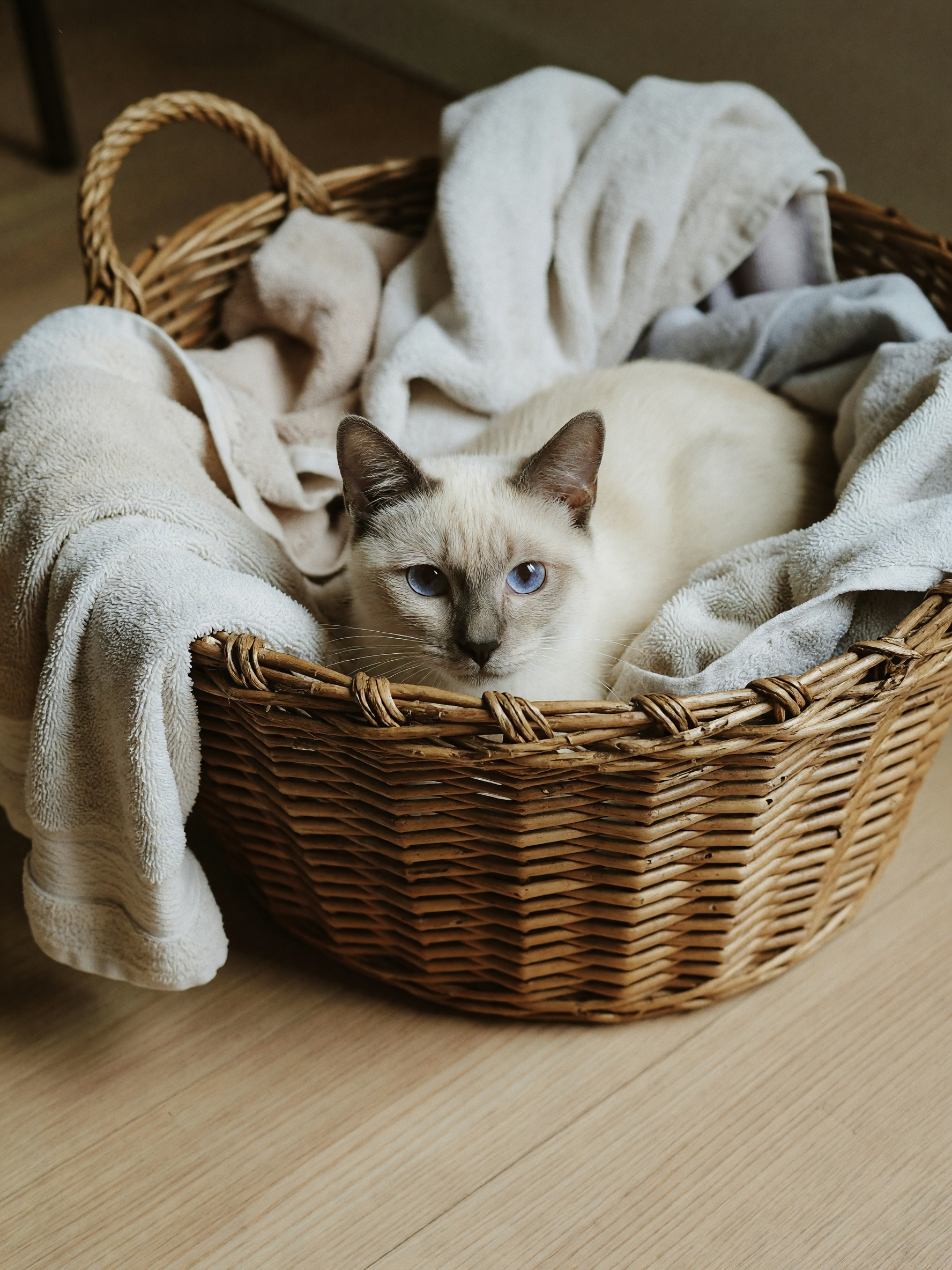 Luna found the laundry basket again and decided it was her new bed. Close up of 