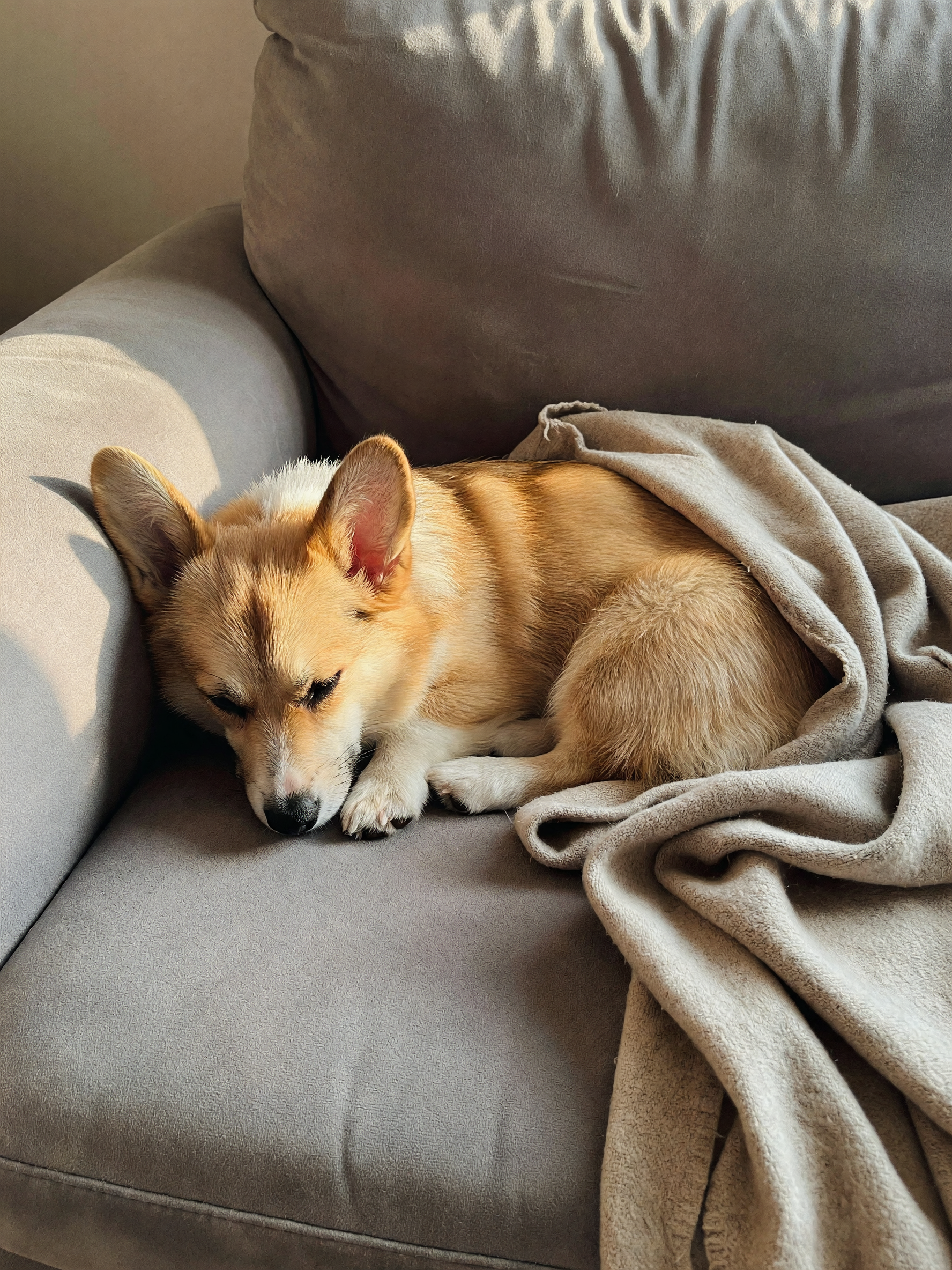 Found Lola passed out like she paid rent. Zero shame on that belly. #corgilife #
