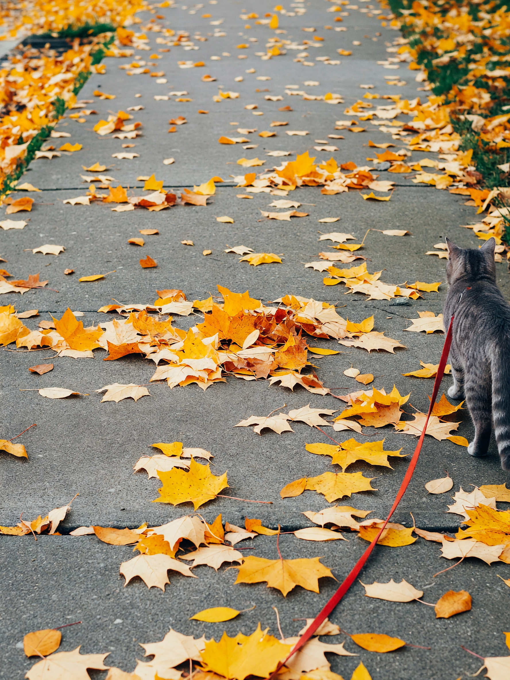 early loop with the old man. crisp air and leaves crunching under the paws, exac