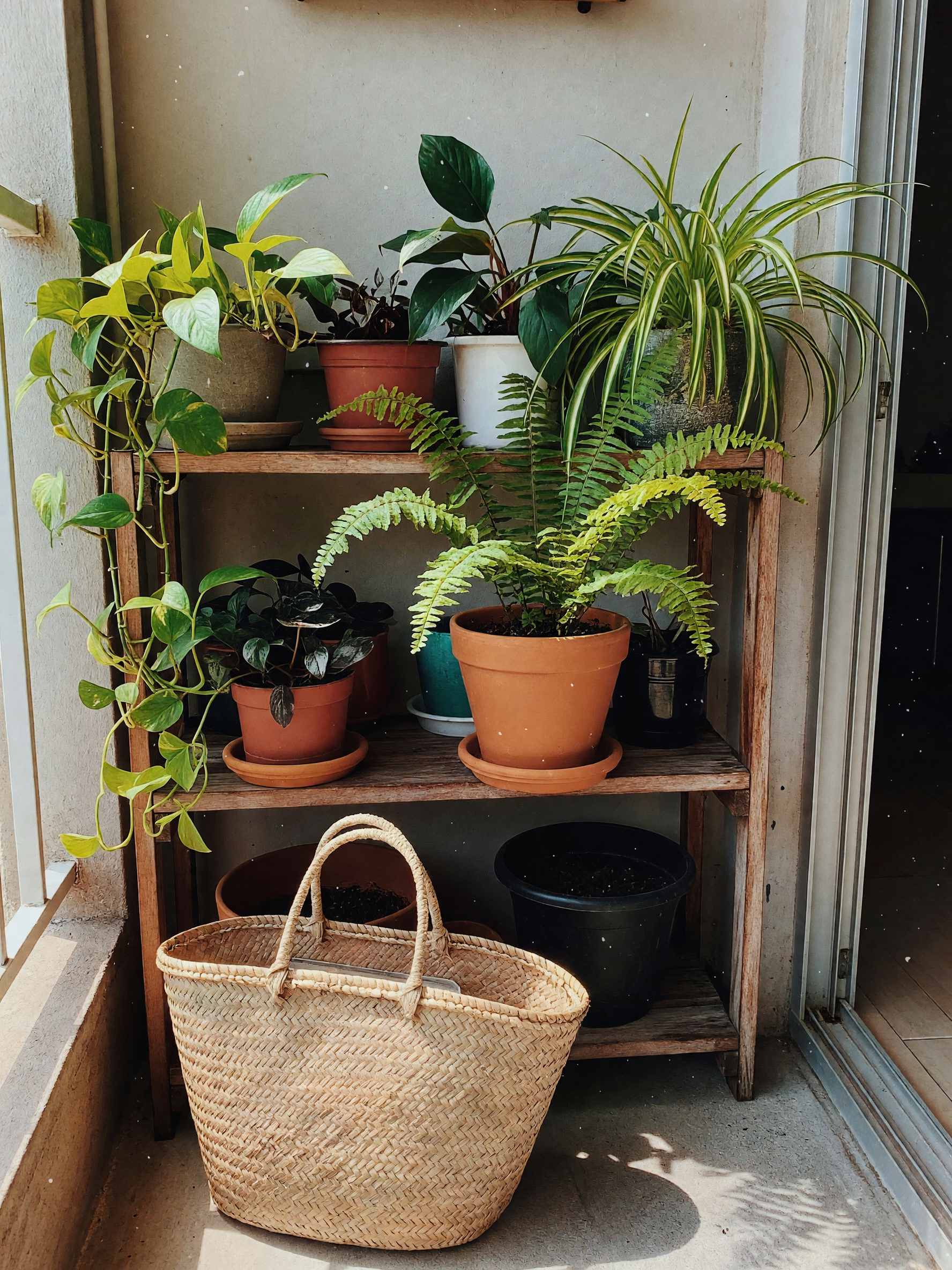 just added a new fern to the crew, she's sitting pretty on the shelf next to the