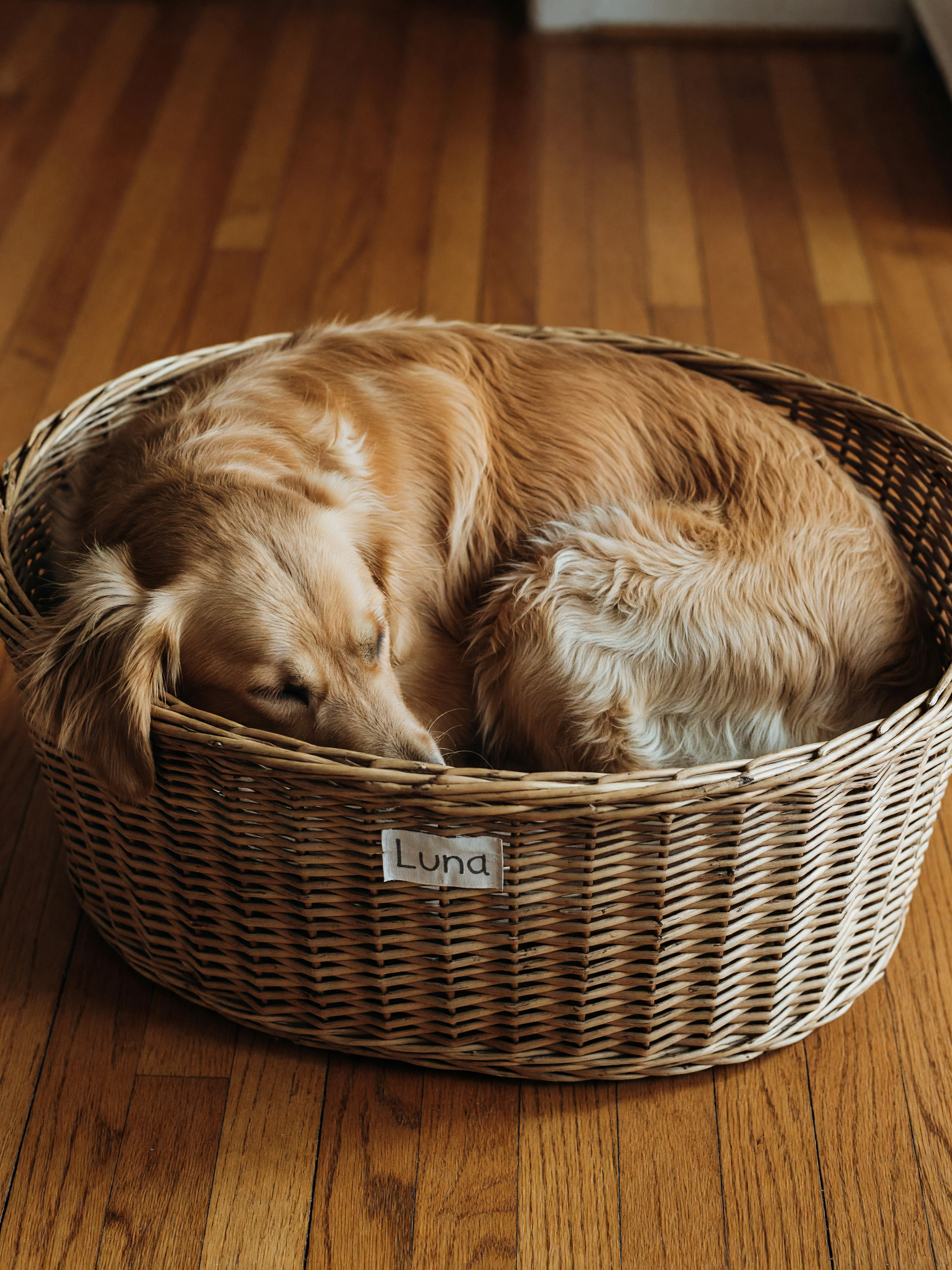 luna decided the laundry basket is her new throne. caught her mid-snooze with on