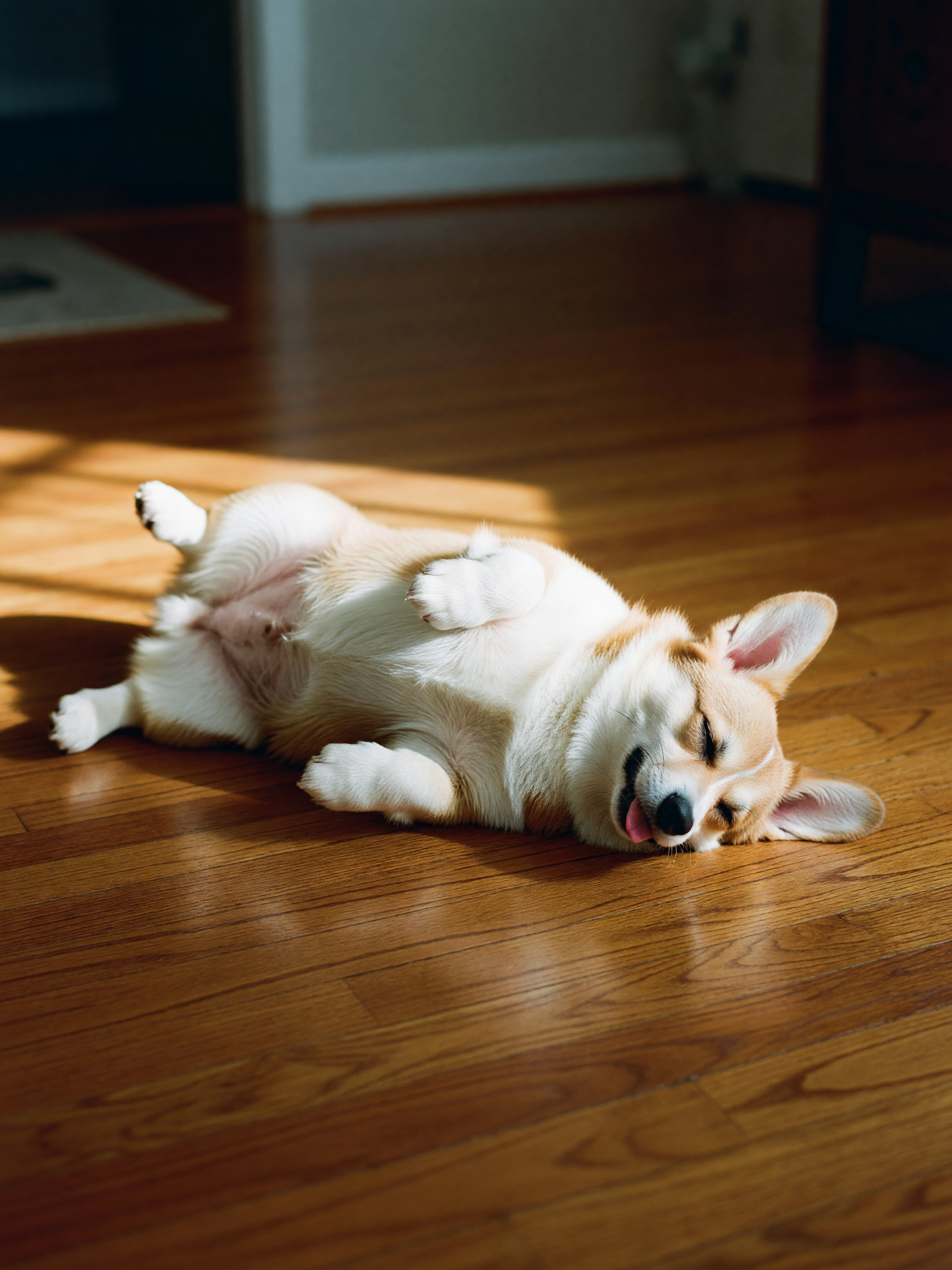 came home to lola completely passed out on her back with all four paws up in the