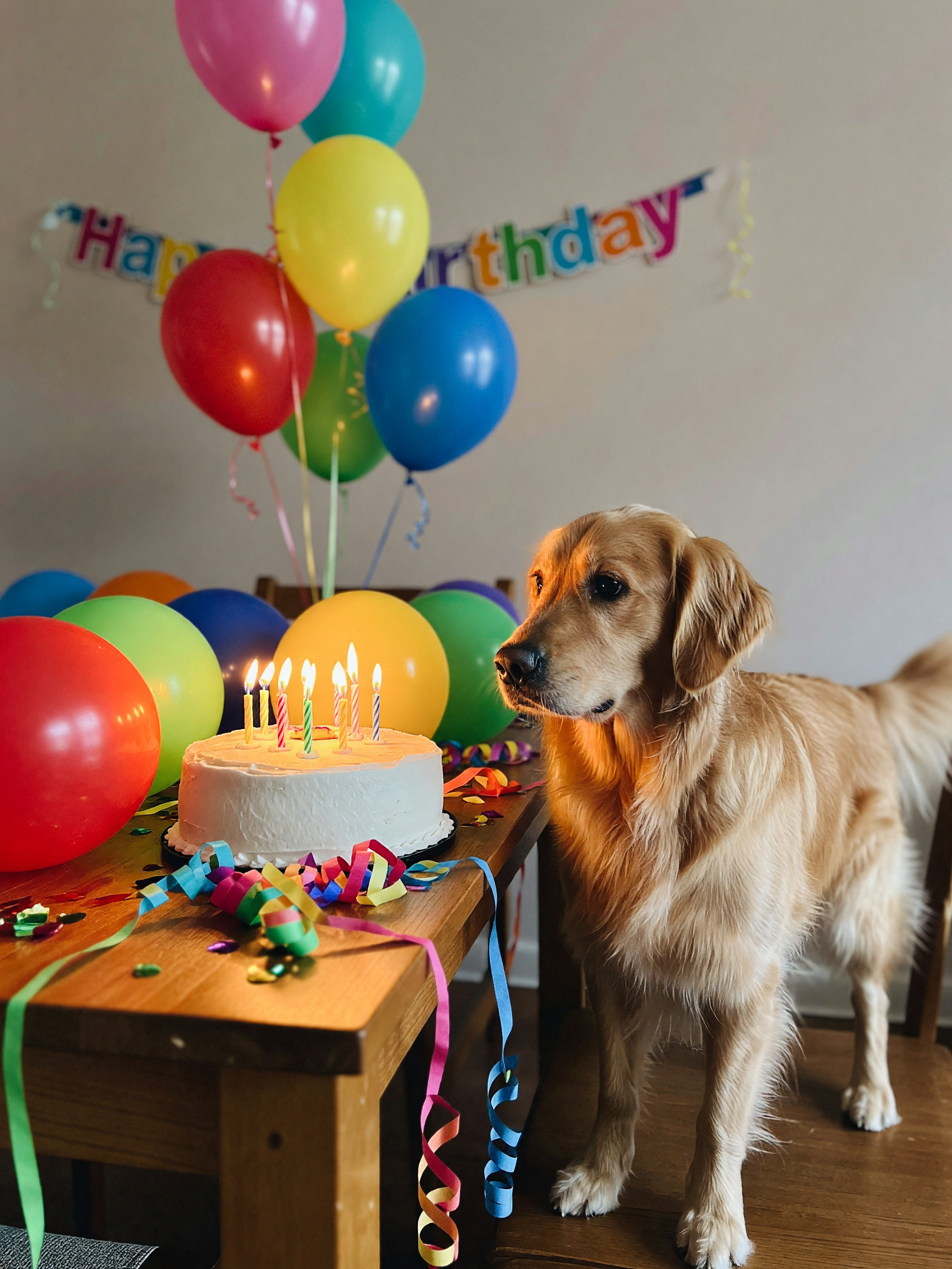 turned 33 and my friends went all out with balloons and candles. luna kept tryin