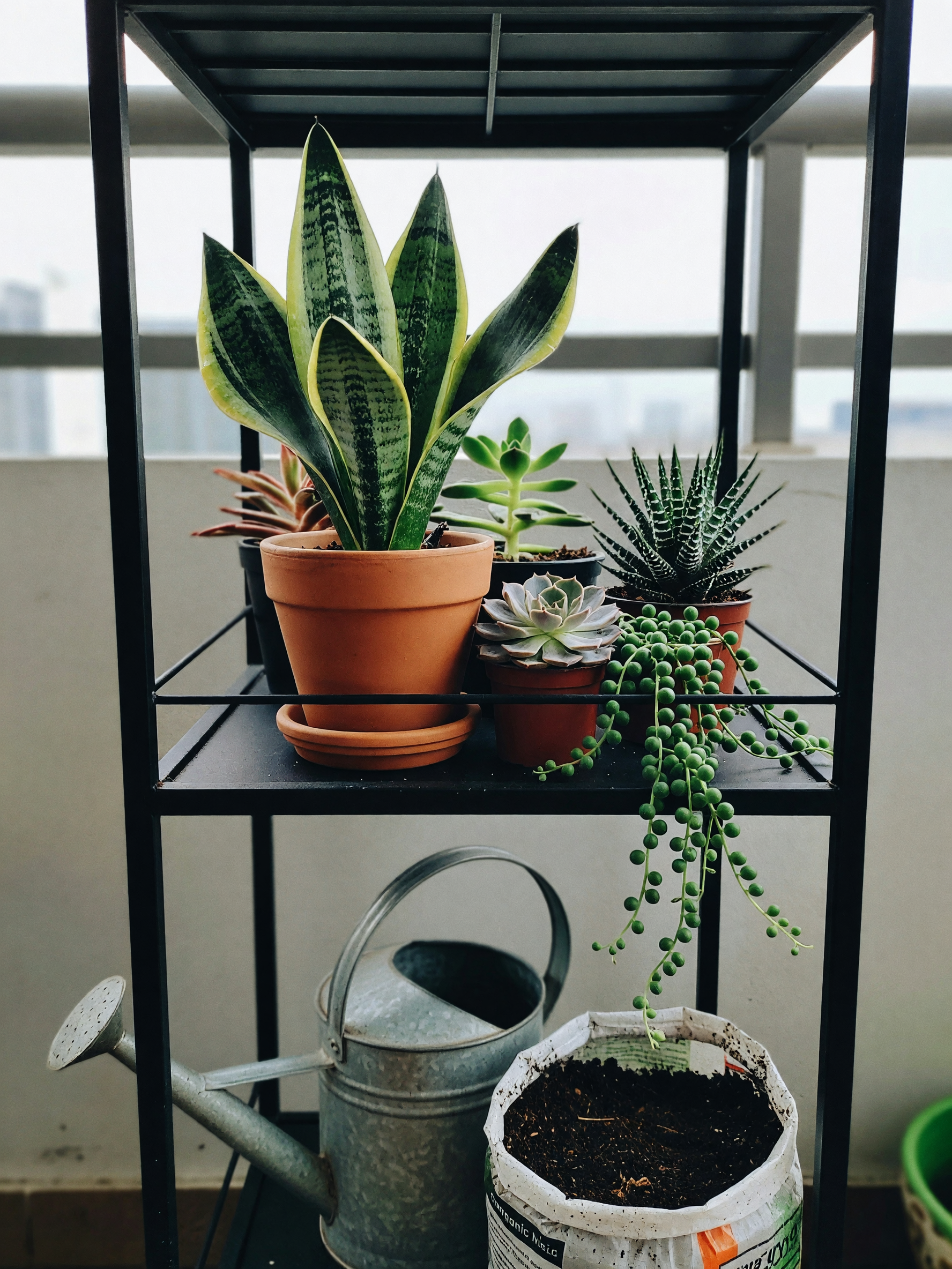 finally got this snake plant. gonna put it right on the top shelf next to the others. watering day
