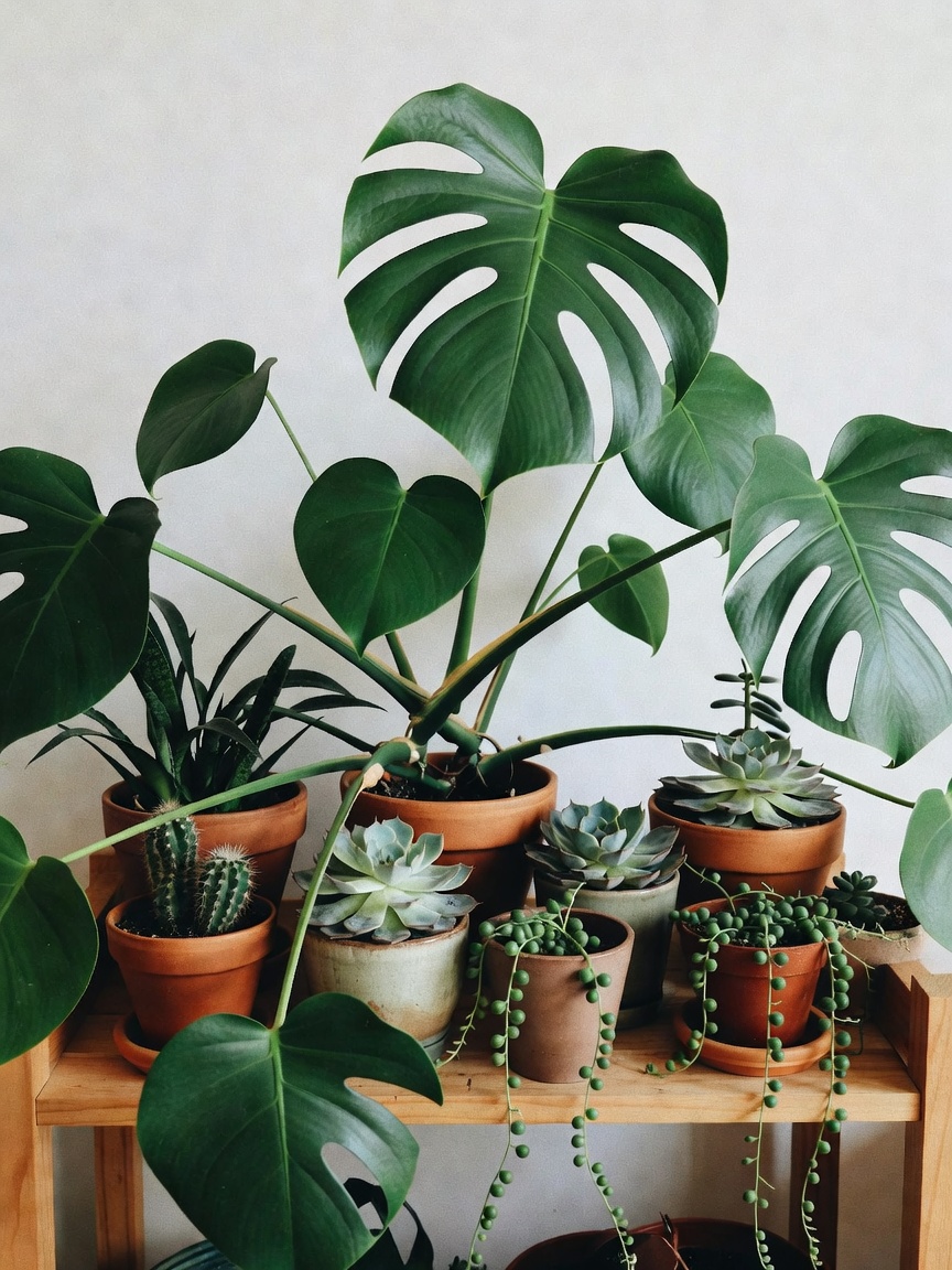 finally gave the new monstera its own shelf spot. repotting station is now officially a whole ecosys