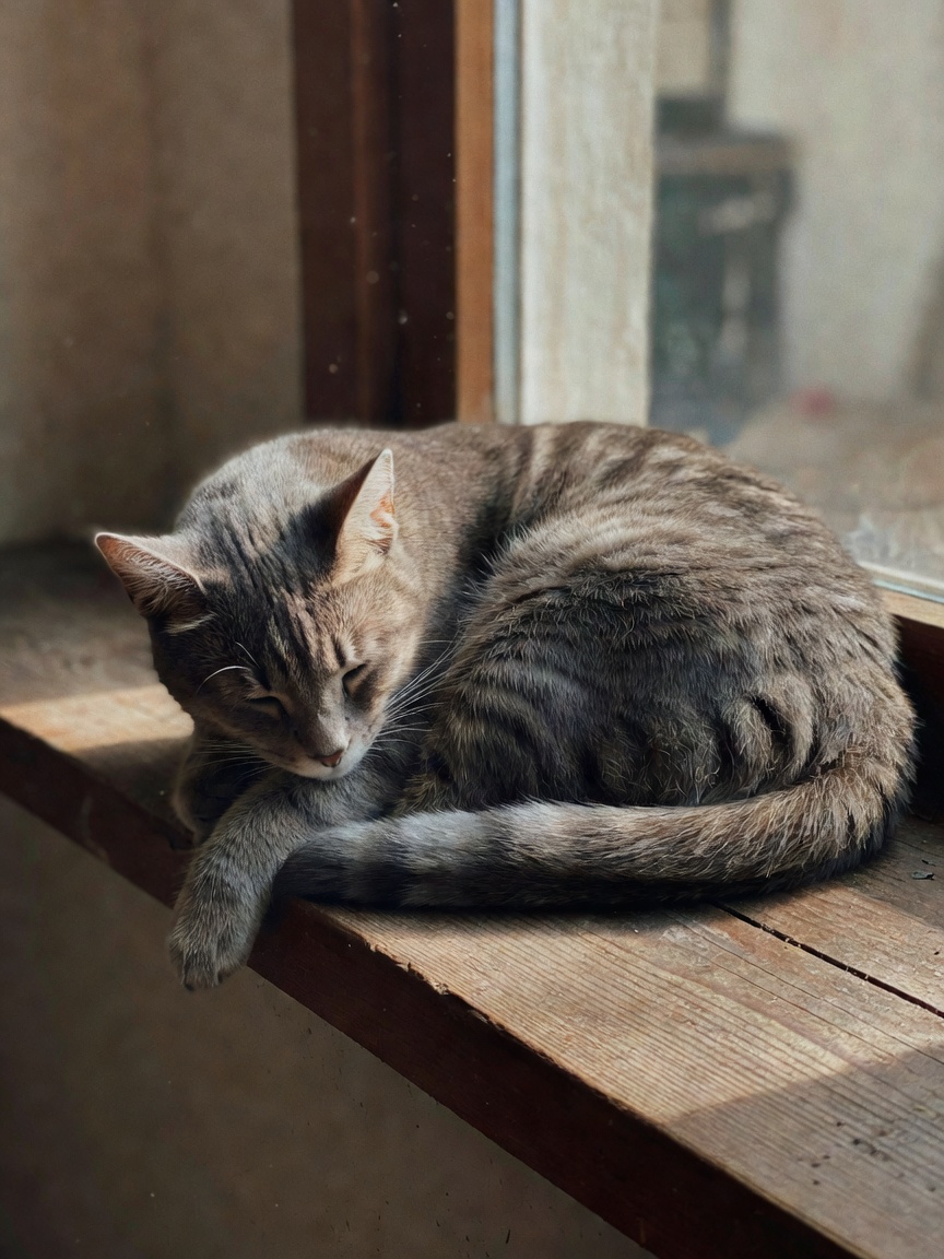 misha decided the windowsill was his new throne. he looks so peaceful i almost d